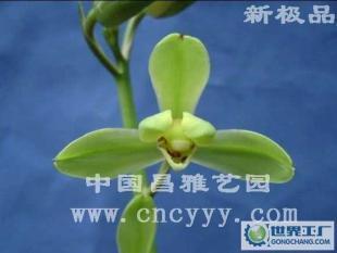探秘昌雅藝園之蘭花 蕙蘭新極品的園藝價值與文化意蘊